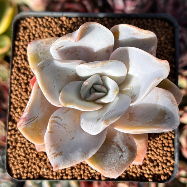 Echeveria 'Bambino 2" Succulent Plant