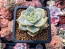 Echeveria 'Hakubotan' Variegated 1"-2" Succulent Plant