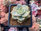 Echeveria 'Hakubotan' Variegated 1"-2" Succulent Plant