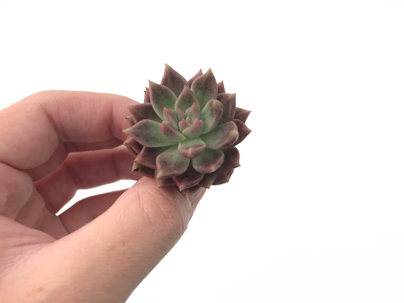 Echeveria sp. 1" Succulent Plant