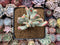 Cotyledon 'Orbiculata' Variegated 4" Succulent Plant