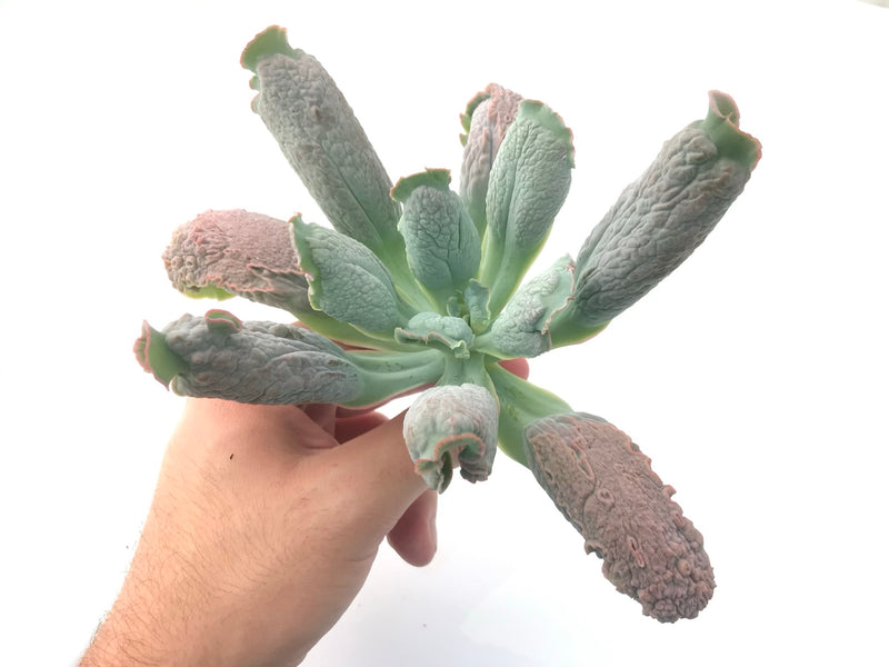 Echeveria 'Linguas' 6" Large Specimen Rare Succulent Plant