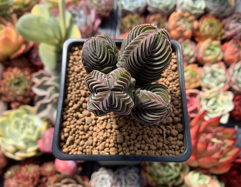 Crassula 'Buddha's Temple' 2"-3" Succulent Plant