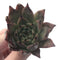 Echeveria Agavoides 'Sarabony' 2" Succulent Plant