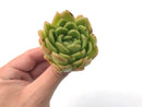 Echeveria Agavoides 'Raja' 2"-3" Rare Succulent Plant