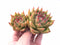 Echeveria Agavoides Diego Sunset 5” Rare Succulent Plant