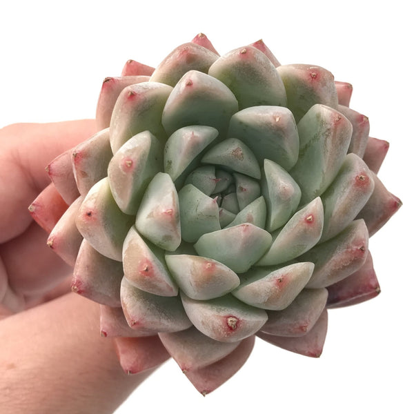 Echeveria 'Sublime' 3" Rare Succulent Plant