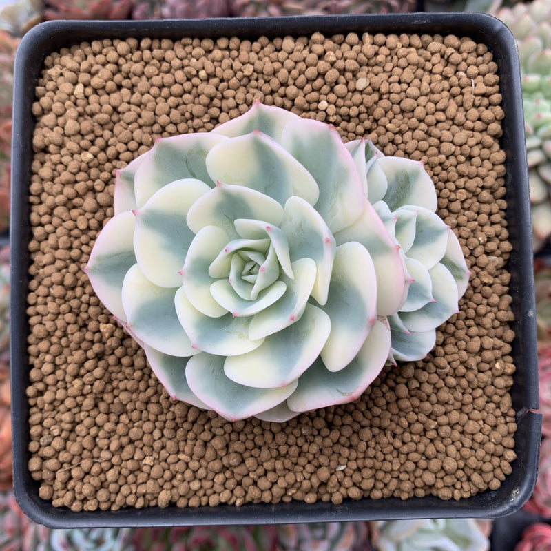 Echeveria 'Compton Carousel' 2"-3" Succulent Plant