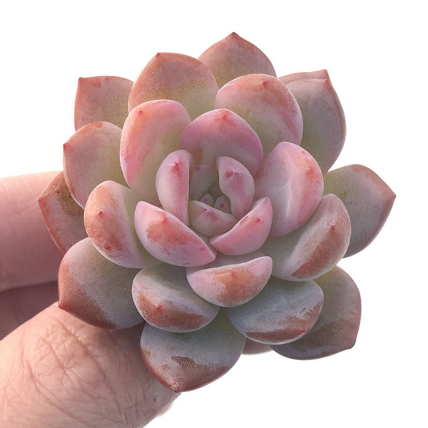 Echeveria 'Starmark' 2" Succulent Plant