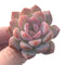 Echeveria 'Starmark' 2" Succulent Plant