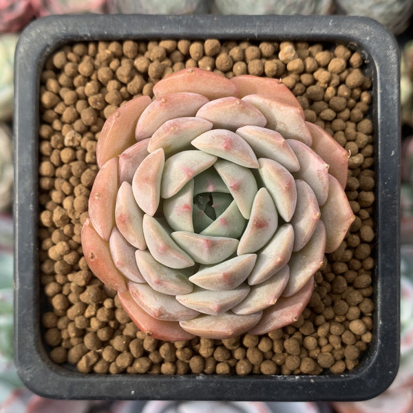 Echeveria sp. 2" Succulent Plant