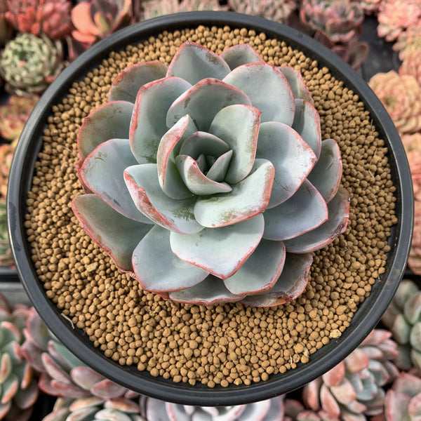 Echeveria 'Brinks Blue' 4" Succulent Plant