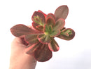 Echeveria 'Primadonna' Variegated 3" Succulent Plant