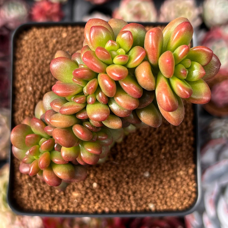 Sedum 'Lucidum Obesum' Crested 3" Succulent Plant