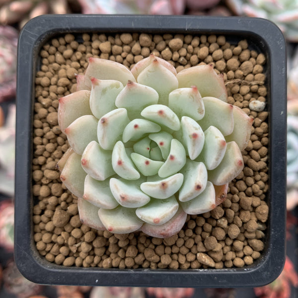 Echeveria sp. 1" Succulent Plant