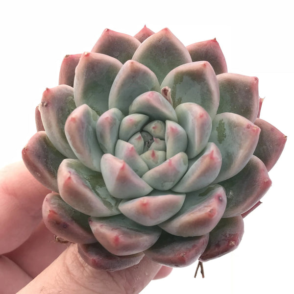 Echeveria Sublime 2” Rare Succulent Plant