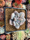 Echeveria 'Pink Amadeus' 2" Powdery Succulent Plant