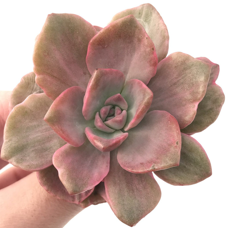 Graptoveria 'Mrs Richards' Variegated 3" Succulent Plant