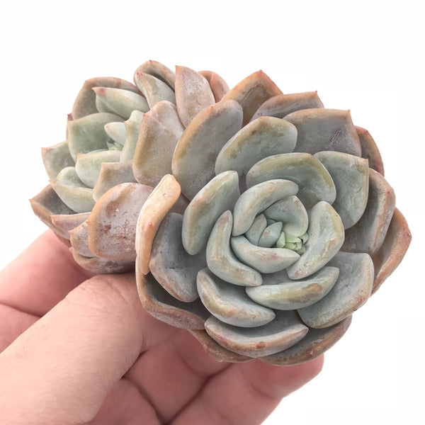 Echeveria Laui Hybrid Cluster 3” Rare Succulent Plant