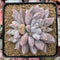 Echeveria 'Tolimanensis' 4" Selected Clone Succulent Plant