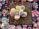 Cotyledon 'Orbiculata' 2" Variegated Succulent Plant