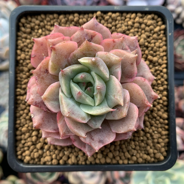 Echeveria 'Marguerite' Variegated 3" Succulent Plant