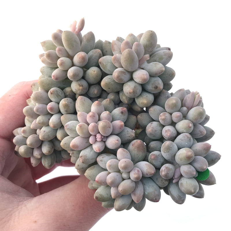 Pachyveria 'Baby Finger' 5" Cluster Succulent Plant