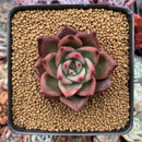 Echeveria Agavoides 'Chanel Pink' 2" Succulent Plant