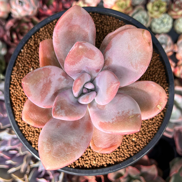 Graptoveria 'Raon' 3" Succulent Plant