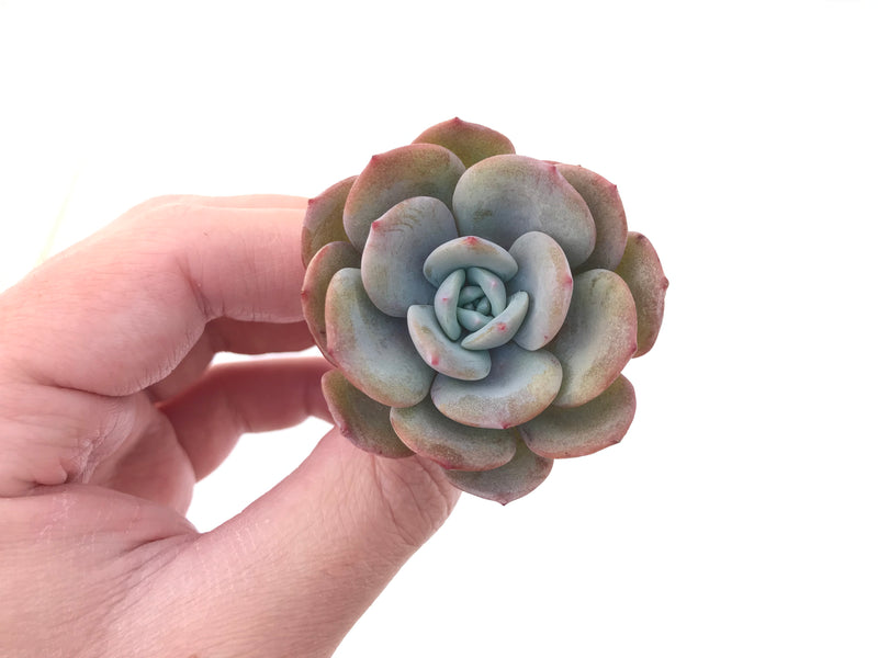 Echeveria 'Icy Purple' 1"-2" Powdery Succulent Plant