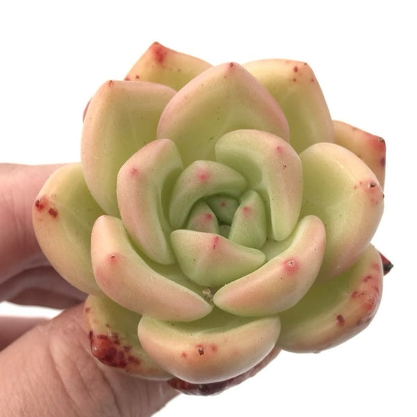 Echeveria 'White Champagne' 1"-2" Rare Succulent Plant