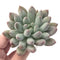 Echeveria 'Venus' 2"-3" Powdery Succulent Plant