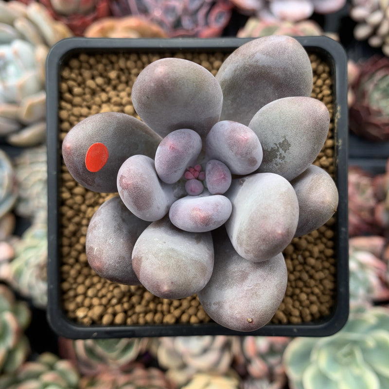 Pachyveria 'Beauty' 2" Powdery Succulent Plant