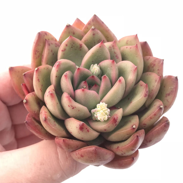 Echeveria Agavoides Sp. 3” Rare Succulent Plant