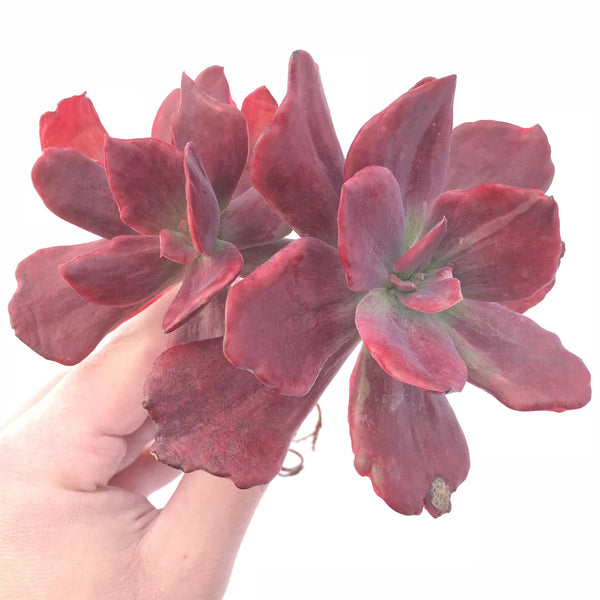 Echeveria Diamond State Variegated Cluster Large 6”+ Rare Succulent Plant