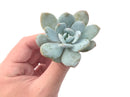 Echeveria 'Laui' 2" Powdery Succulent Plant