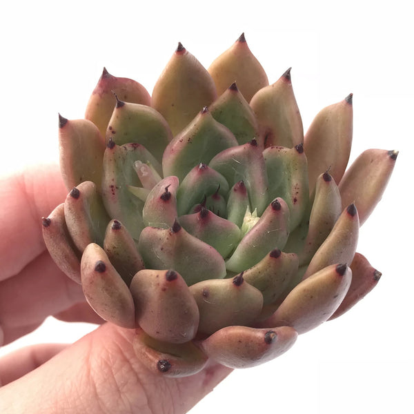 Echeveria Agavoides Sarabony 2”-3” Rare Succulent Plant