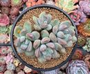 Pachyphytum 'Mureleri' 5" Cluster New Hybrid Succulent Plant