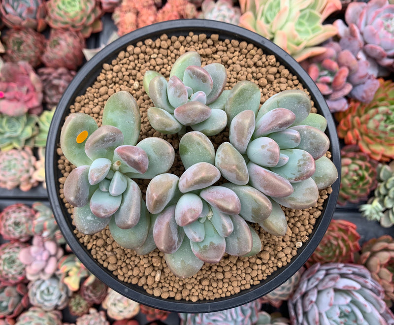 Pachyphytum 'Mureleri' 5" Cluster New Hybrid Succulent Plant