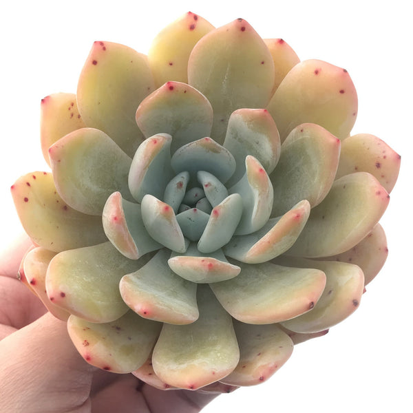 Echeveria 'Lau' x 'Lindsayana' 5" Succulent Plant