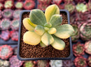 Pachyphytum 'Doctor Cornelius' Variegated 2" Succulent Plant