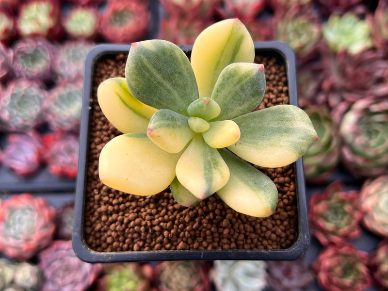 Pachyphytum 'Doctor Cornelius' Variegated 2" Succulent Plant