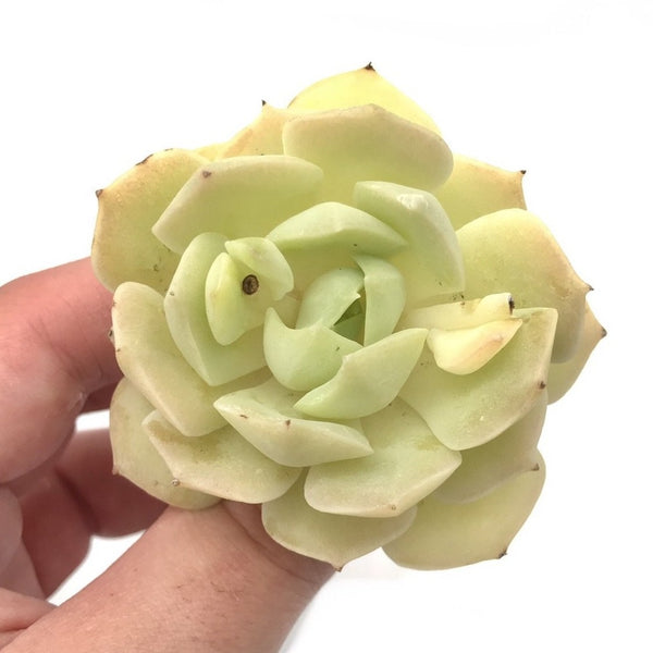 Echeveria 'Fun Queen" 1"-2" Small Succulent Plant