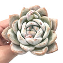 Echeveria 'Ivory' 4"+ Rare Succulent Plant