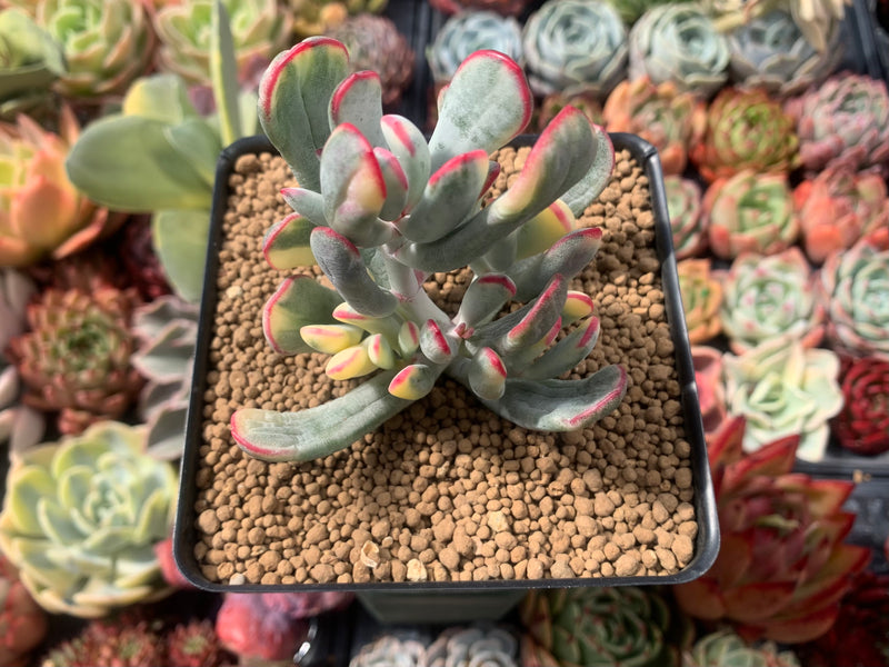 Cotyledon 'Orbiculata' Variegated 4" Succulent Plant