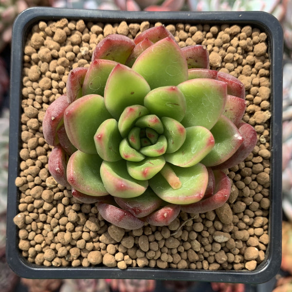 Echeveria Agavoides 'Ferrari' 2"-3" Succulent Plant