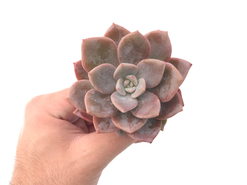 Echeveria 'Missing You' 3" Powdery Rare Succulent Plant