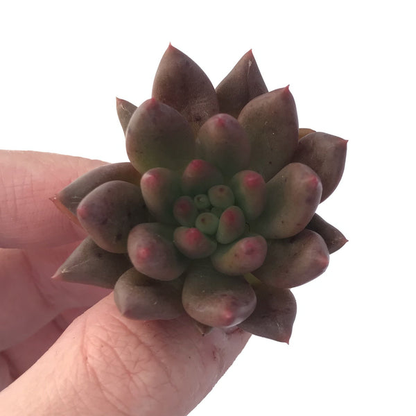 Echeveria Agavoides 'Shooting Star' Seedling 1" Succulent Plant