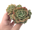 Echeveria 'Fun Queen' Cluster 5" Succulent Plant