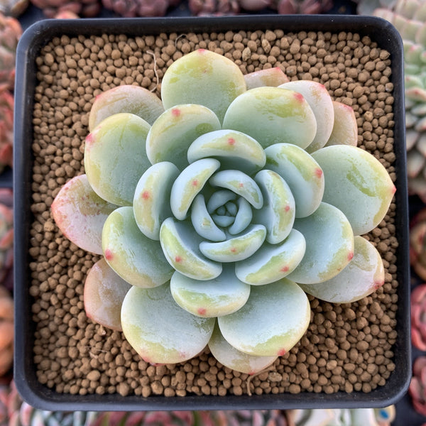 Echeveria 'Chloe' 3" Powdery Succulent Plant